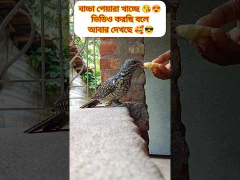 বাচ্চা আমার 😍😘🥰❤️🌷💛 #কোকিল #birds #shorts #shortvideo #status #foryou #subscribe @RimiNaskar672