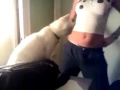 Pervert cat watches at hot girls ass