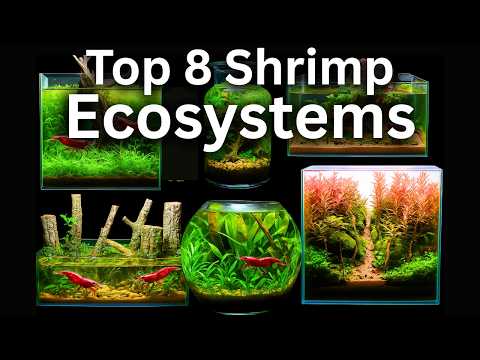 My 8 Best Shrimp Aquarium Ecosystems Looking to build a shrimp aquarium? This video showcases 8 creative and diverse shrimp tank ideas—