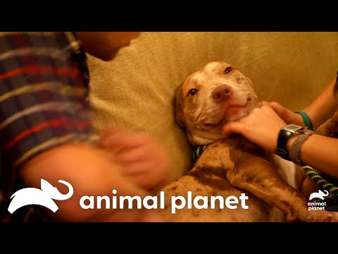 Oatmeal Finds An Outdoorsy Family | Monsters Inside Me | Animal Planet