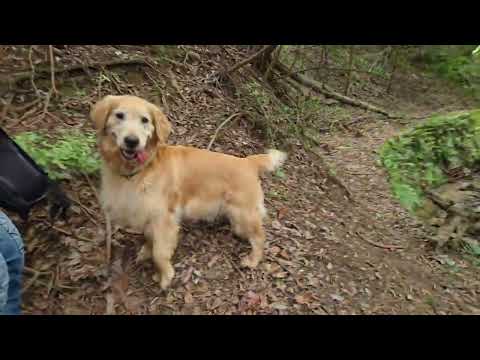 犬の動画サムネイル - ビスとイロハを連れて源流で楽しむ水晶蘭（幽霊草）探し。　#銀竜草 #幽霊茸