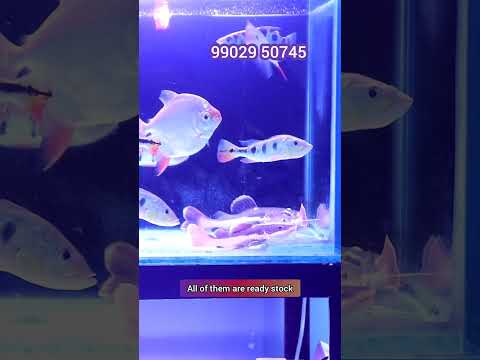 Wow aquatic bangalore home delivery hojaega fish # 