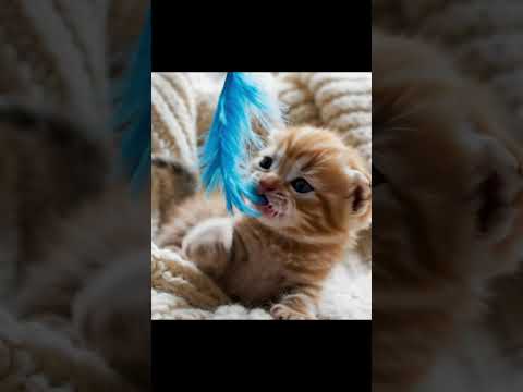 “1-Week-Old Kitten Being Adorably Funny 😹 | Cutest Cat Moments Ever”