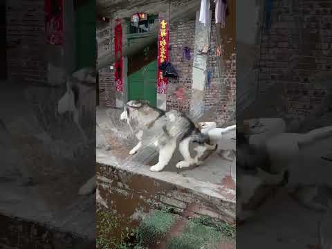 Husky attacked by Geese | #huskylife