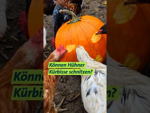 Hühner hacken Halloween-Kürbis #huehner #halloween #kürbis #shorts