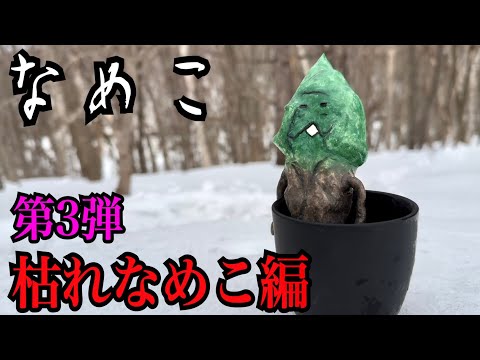 【なめこ】枯れなめこ見つけるまで帰れません！！！！