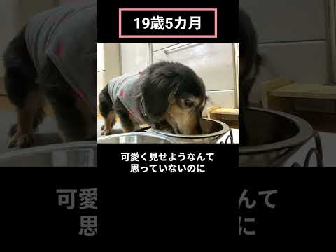 20歳で天使になった #シニア犬 #ダックス老犬 #ミニチュアダックス #shorts