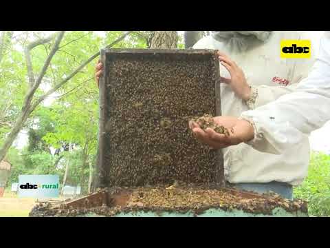 Prepararse para controlar la varroa en apicultura