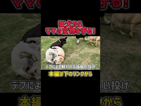 まさかの展開。最後に感動した犬の行動。#フレンチブルドッグ#フレブルのいる暮らし#犬の感動エピソード#犬との絆#犬のいる生活#感動する犬動画#犬の優しさ#癒し動画#犬の行動に感動#犬動画ショート
