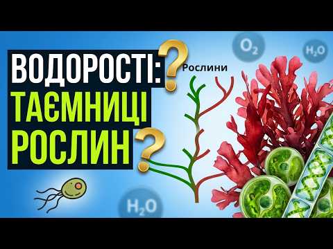 Водорості: все, що варто знати про них