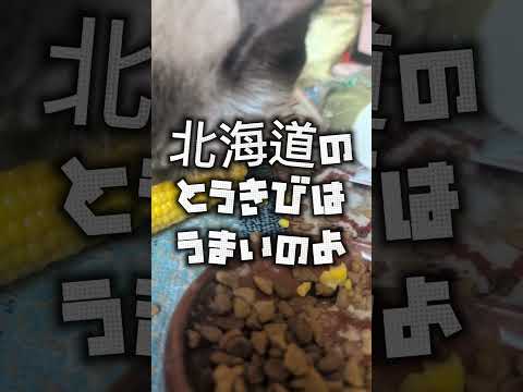 16歳シャム猫の可愛らしい瞬間と楽しい動画をお届け サムネイル
