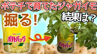 ついにジャガイモ掘り出す～私が育てました【にじさんじ】