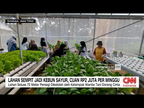 Lahan Sempit Disulap Jadi Kebun Sayur, Untung Rp2 Juta per Minggu