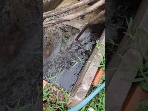 Tiếp tục tưới phân cho thanh long #thanh vlog2271