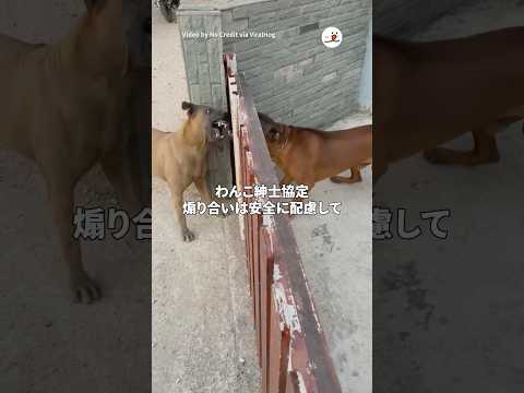 猫の動画サムネイル - ワンコの煽り合い、柵を開けると…｜PECO