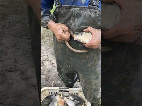 Eel Got Stuck Inside a Fish’s Mouth​