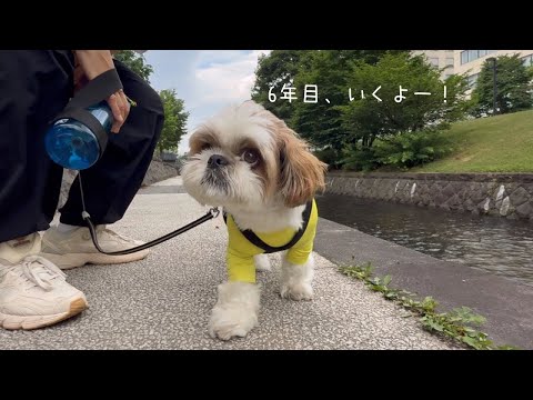 【チャンネル開設５周年記念】５年間の人気動画ベスト３✨（福来ママおすすめ動画５選も発表するよー！）【シーズー】