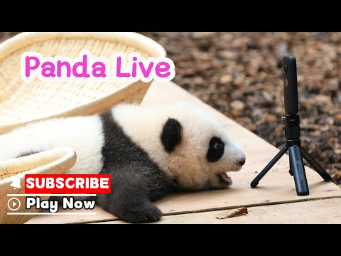 Panda Baby Goes Live?! Don’t Miss It | iPanda
