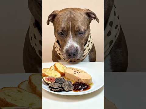 This dog eats better than I do 2