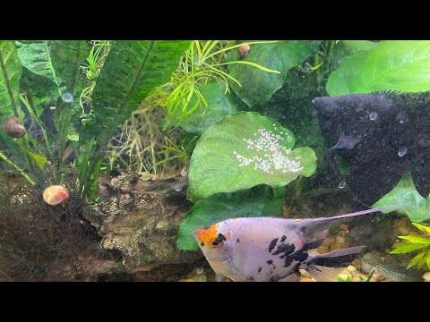 Surprise in the Rainbow Fish/Angelfish Aquarium… My koi angelfish and double black angelfish surprised us with a spawn of eggs at feeding time tonigh