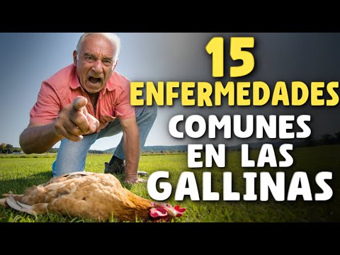 15 Señales de que tu Gallina está ENFERMA (La Nº12 es Muy Común)