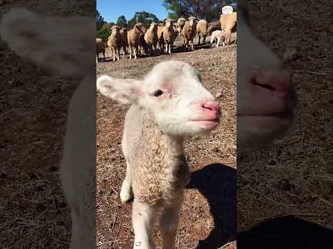 Cute little lamb😍💕#youtube #foryou #fyp #funnyvideos #funny #cute #goat #lamb
