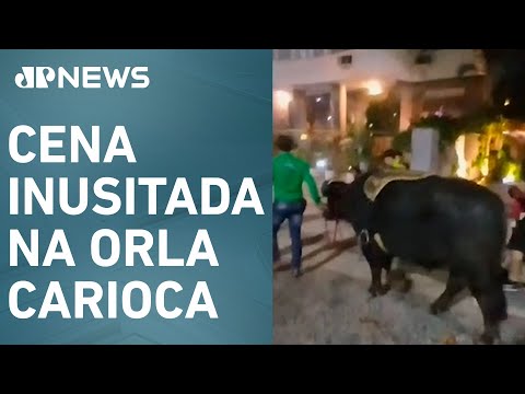 Homem passeia com búfalo na Praia de Copacabana, no Rio de Janeiro