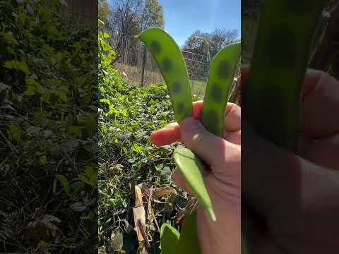 When to pick your Lima beans! #gardeningtips