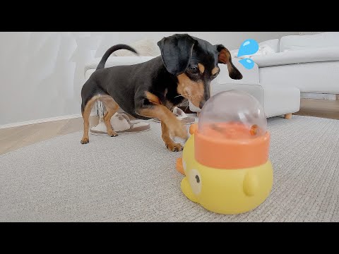 姉犬「やっと取れた！」→妹犬「いただきます」