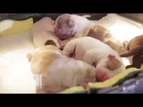 MICRO EXOTIC BULLY UPDATE:  POST C -SECTION ESSENTIALS FOR BREEDERS DOING WHELPING