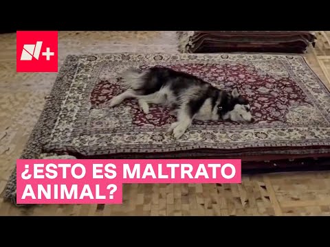 Tunden en redes sociales al museo Tamayo por “Performance” con perros - N+