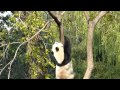 北京動物園のパンダ4