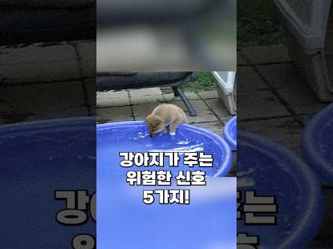 반려인이라면 꼭❗ 봐야 하는 위험 강아지 신호 5가지