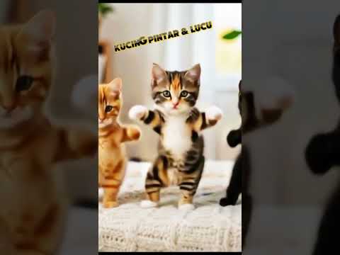 anak kucing menari dudidam #cat