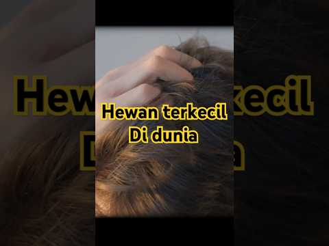 Hewan terkecil didunia #sorts #terkecil #hewanlucu #binatangkecil