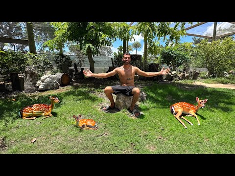 NEW Aviary Gets SMALLEST DEER In The World! Welcome to Blake’s Exotic Animal Ranch
if you’re new here, I would definitely subscribe and clic