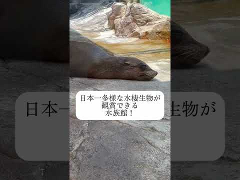 【鳥羽水族館🐠飼育係「森滝さん」イチ推しの「へんな生きもの」に会いに行こう🪼！】