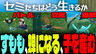 過酷すぎるセミとなり田舎で一生懸命生き残るすもも【セミたちはどう生きるのか】