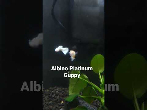 Albino Platinum Guppies! 