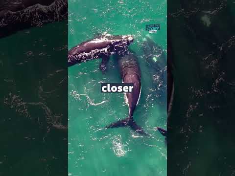 What’s happening with Orcas? #itvnews #orca #killerwhale