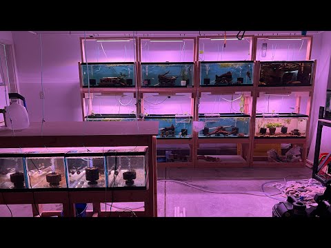 Full fishroom update August 2022! New species, and It's been a while since I made an update video so here it is!