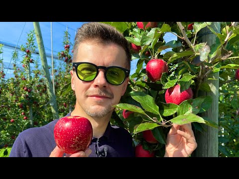 Jak jedno jabłko dziennie zmieni Twoje życie?