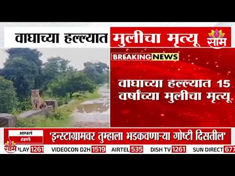अमरावतीत वाघाच्या हल्ल्यात मुलीचा मृत्यू | Amravati <strong>Tiger</strong> Attack