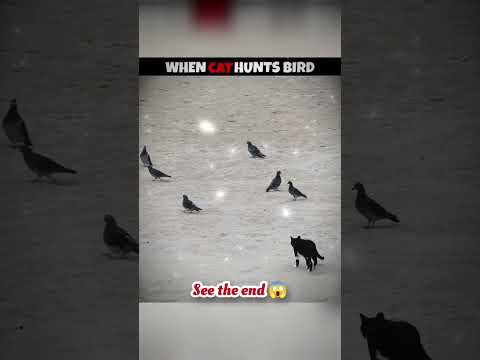 wait for end 😱 #trending#animals#wildlife#lion#shorts#youtube