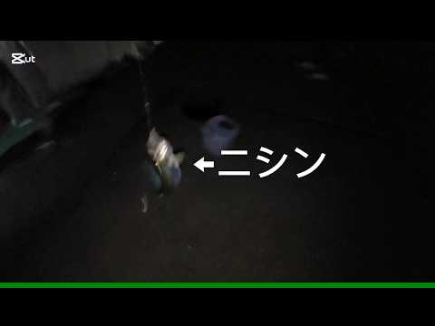 無事にニシン釣れました