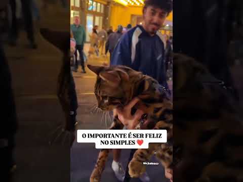 Ser feliz no simples 😺💛  #CuteCat #CatLovers #PositiveVibe #CatShorts #AmorAnimal #Shorts