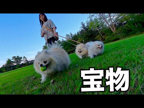 散歩中も大事なものは肌身離さず持ってるポメラニアン