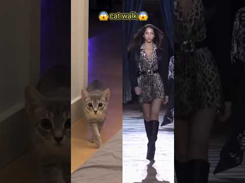😱🤫😽💯👌🏻🤷♀️🧚♀️ cat walk #funny #catvideos #viral #cat #funnycat #shortsfeed #shorts #girl #catwalk