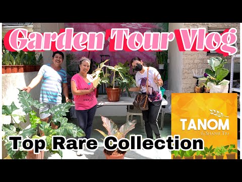 Garden Vlog | Top Variegated Plant