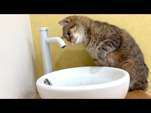 猫専用の水栓をつけた結果がこちらです…！